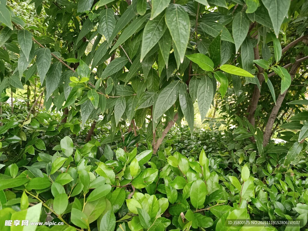 繁茂绿植景观