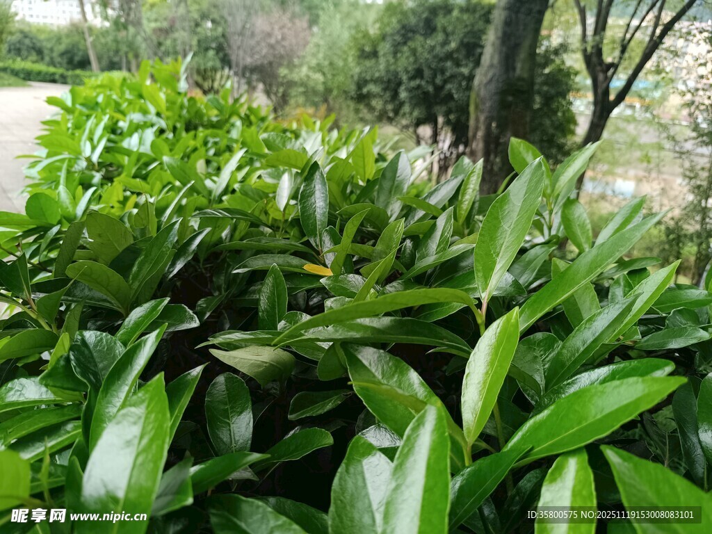 翠绿繁茂的植物景观