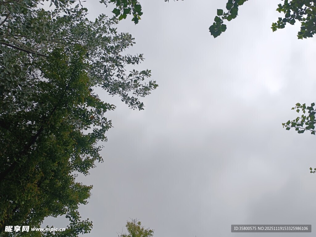仰视绿树与灰蒙天空