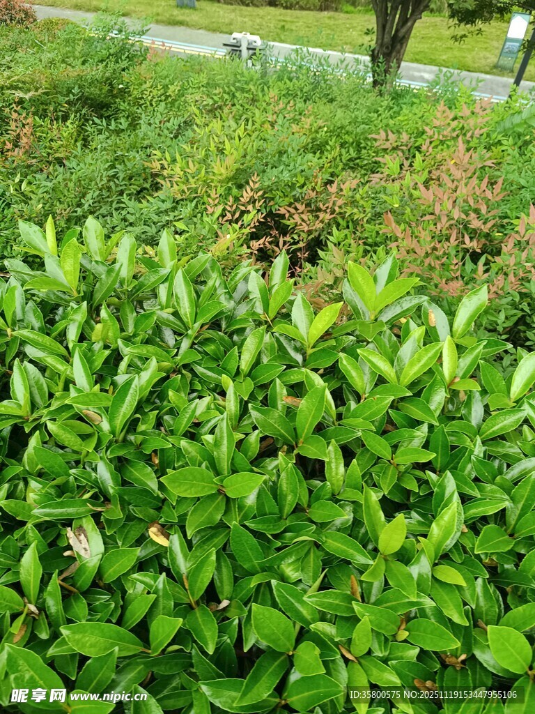 翠绿繁茂的灌木丛景观