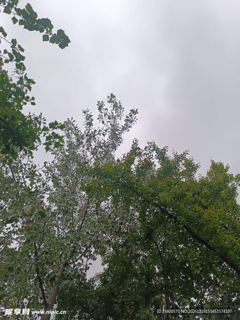 林间树冠与灰蒙天空