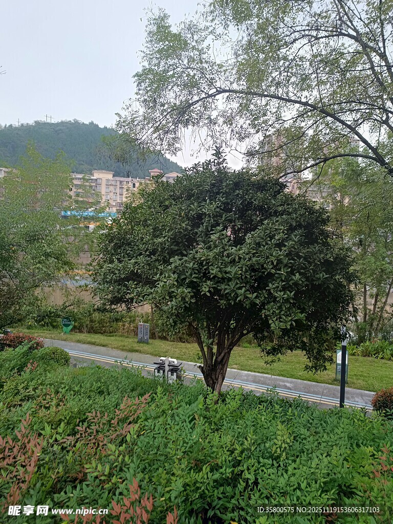 林间小道旁的繁茂绿树