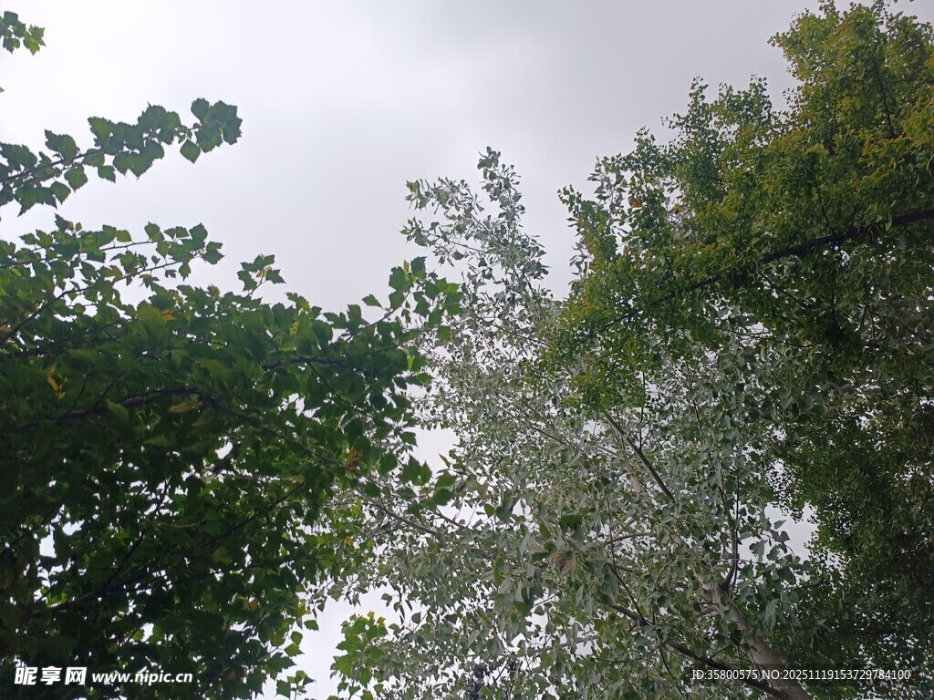 仰视茂密绿树与灰白天空
