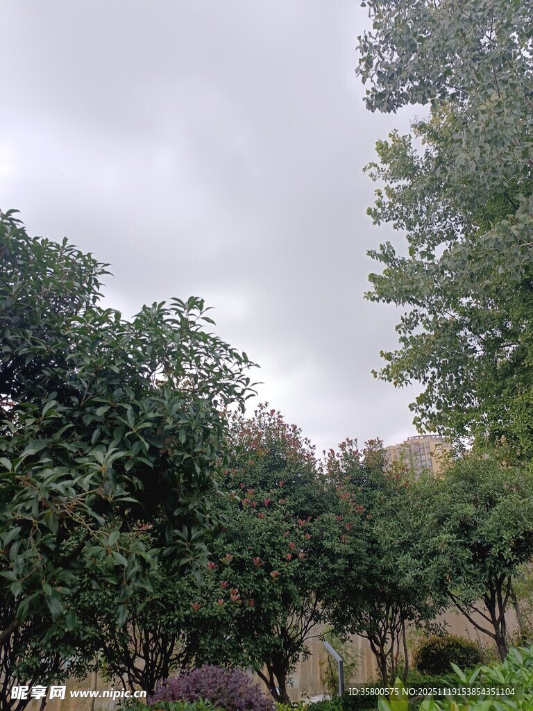 阴天中的繁茂树林