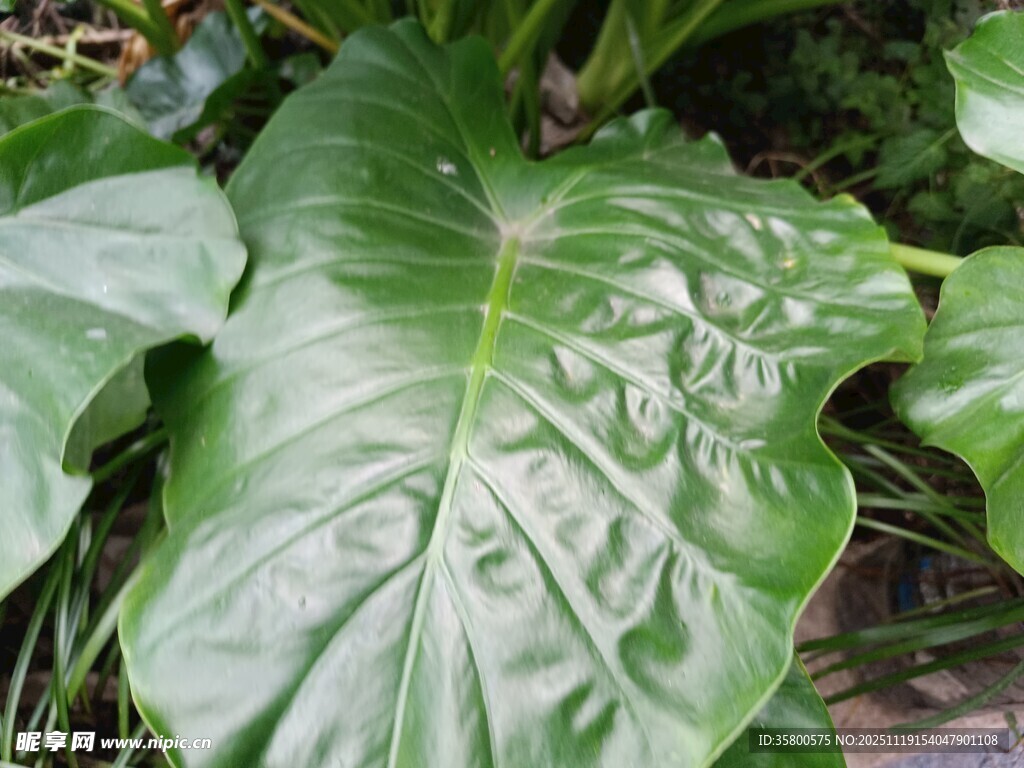 大叶片绿植特写