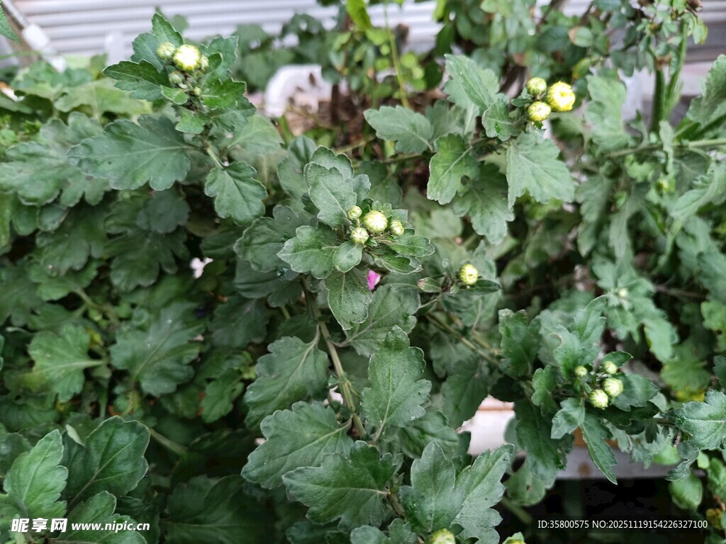 绿叶间的黄色果实植物
