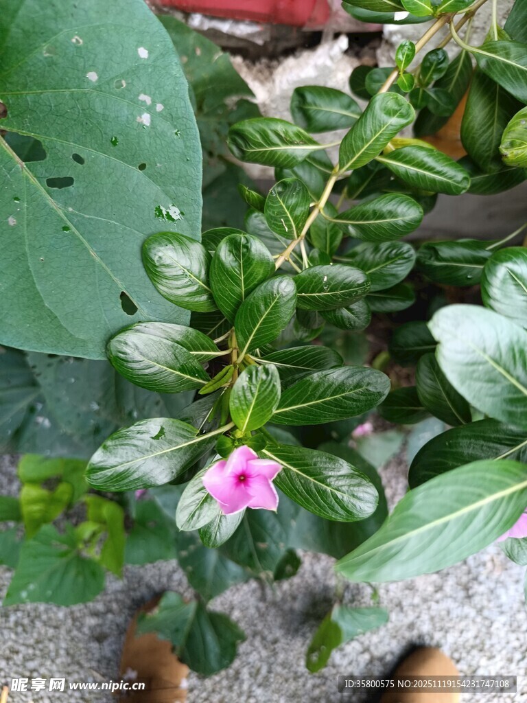 绿叶间的娇艳粉色小花