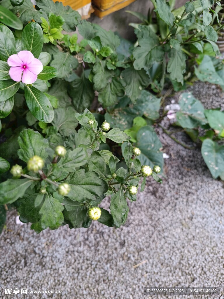 墙边绽放的多彩小花