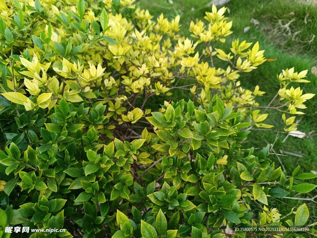 黄绿相间的繁茂灌木丛