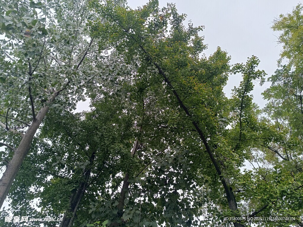 仰视茂密树林绿意盎然