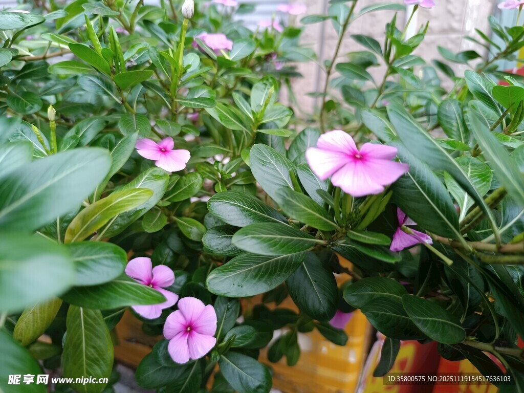 粉色长春花绽放绿叶间