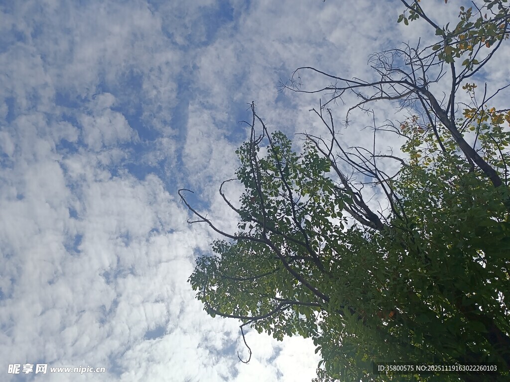 蓝天白云下的葱郁树枝