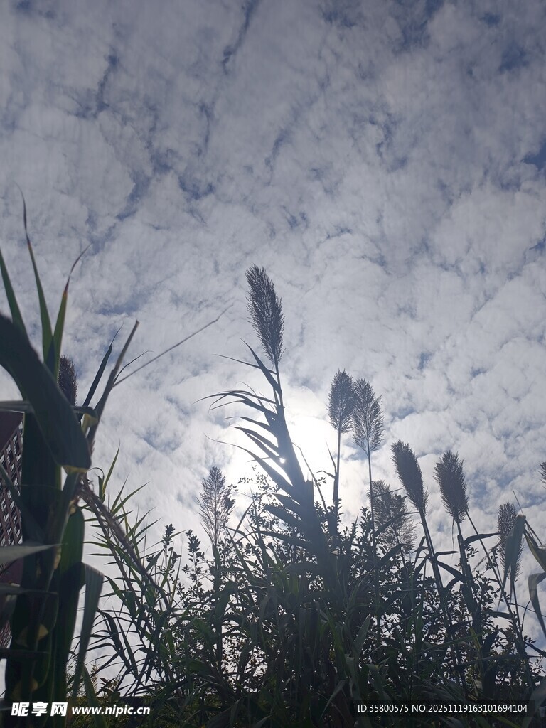 芦苇在天空下的美丽景致