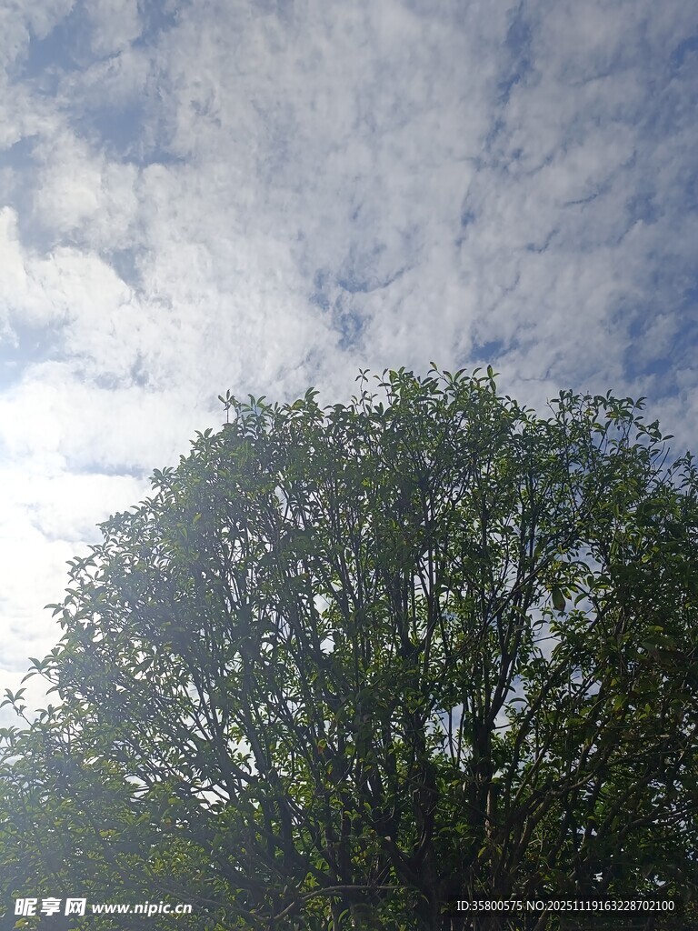 阳光下的绿树与天空