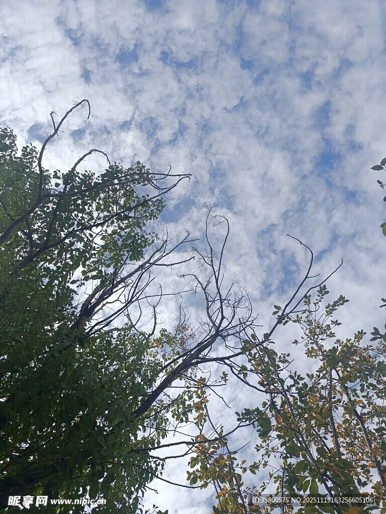 蓝天白云下的绿树景致