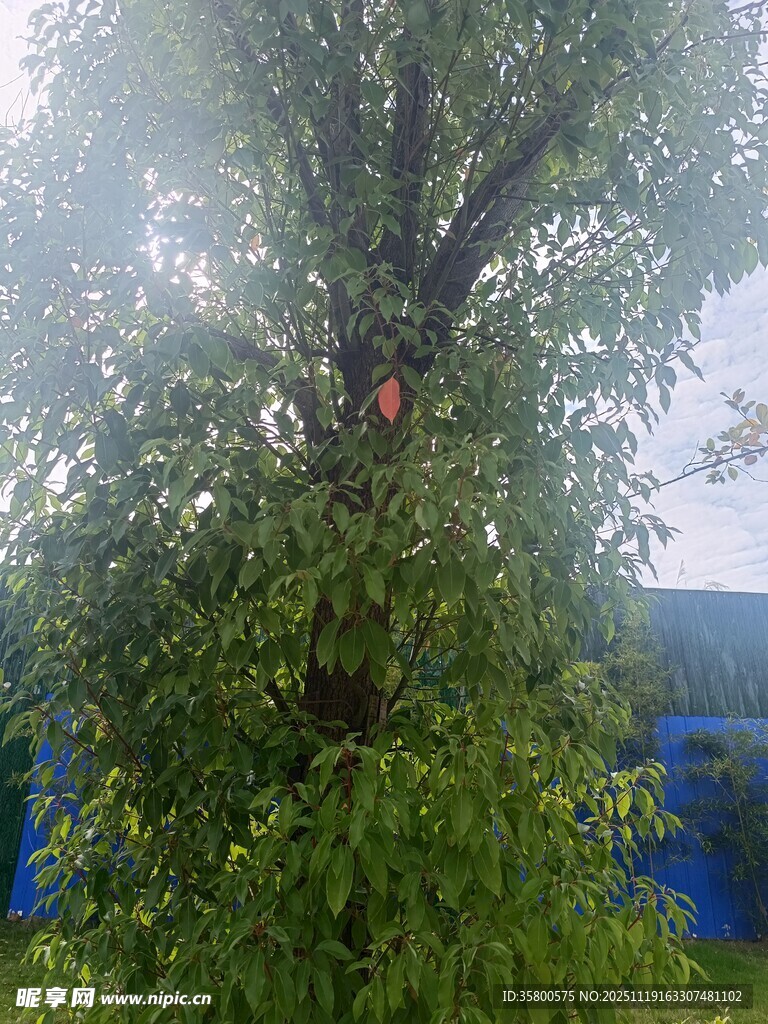 绿叶繁茂的大树