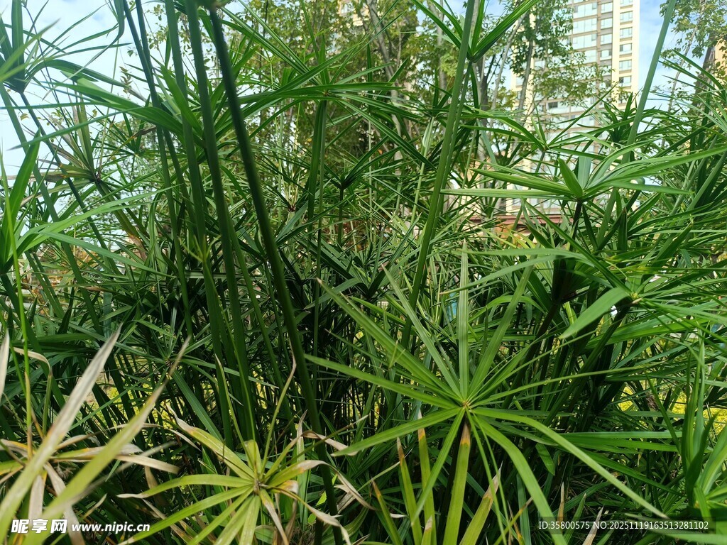 繁茂绿植景观
