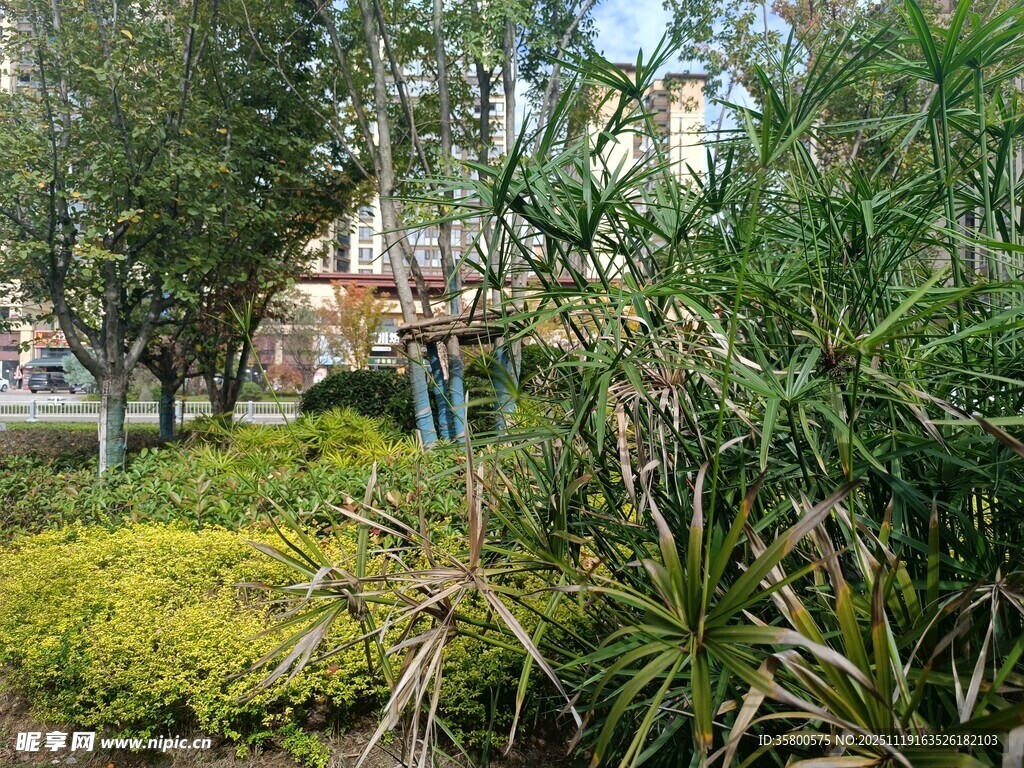 城市中的绿植景观