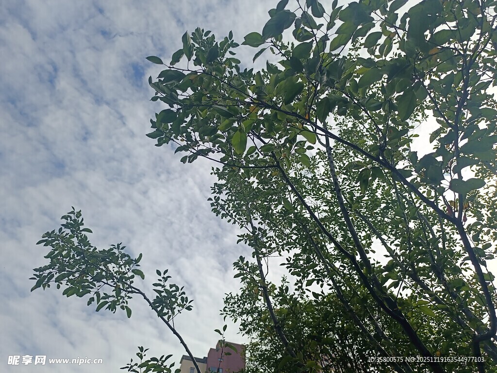 蓝天白云下的葱郁树木