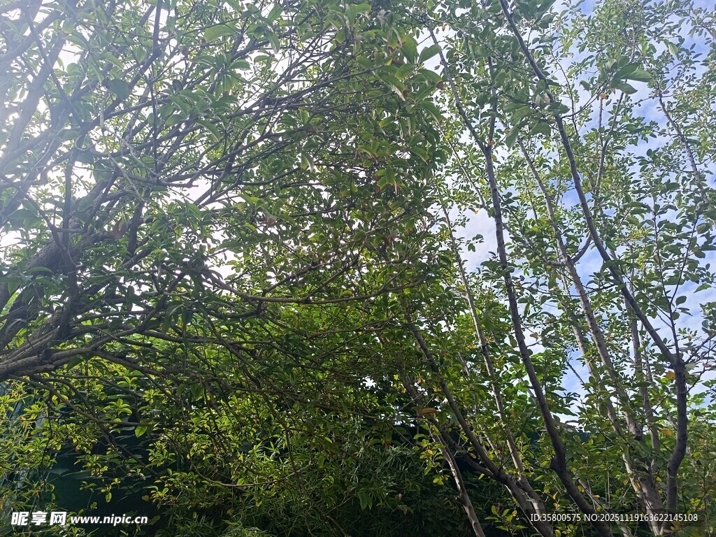 阳光洒落的葱郁树林