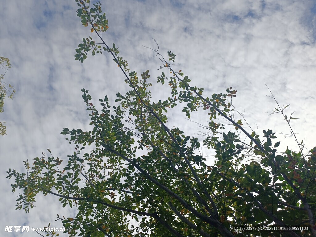 枝叶间的天空景致