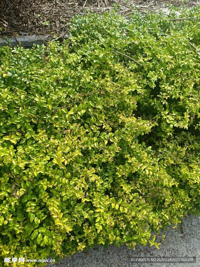 翠绿繁茂的低矮灌木丛