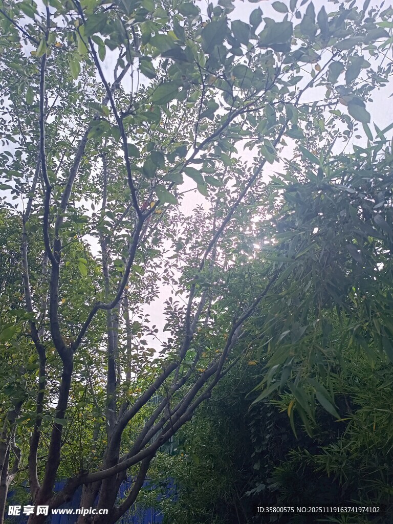 阳光下的繁茂树木