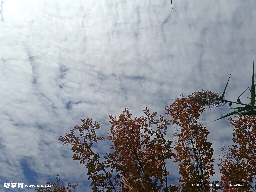 秋日树梢上的云海景观