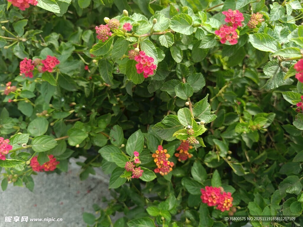 绿叶丛中艳红花朵绽放