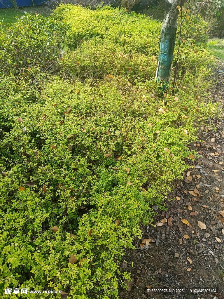 绿意盎然的路边植被景观