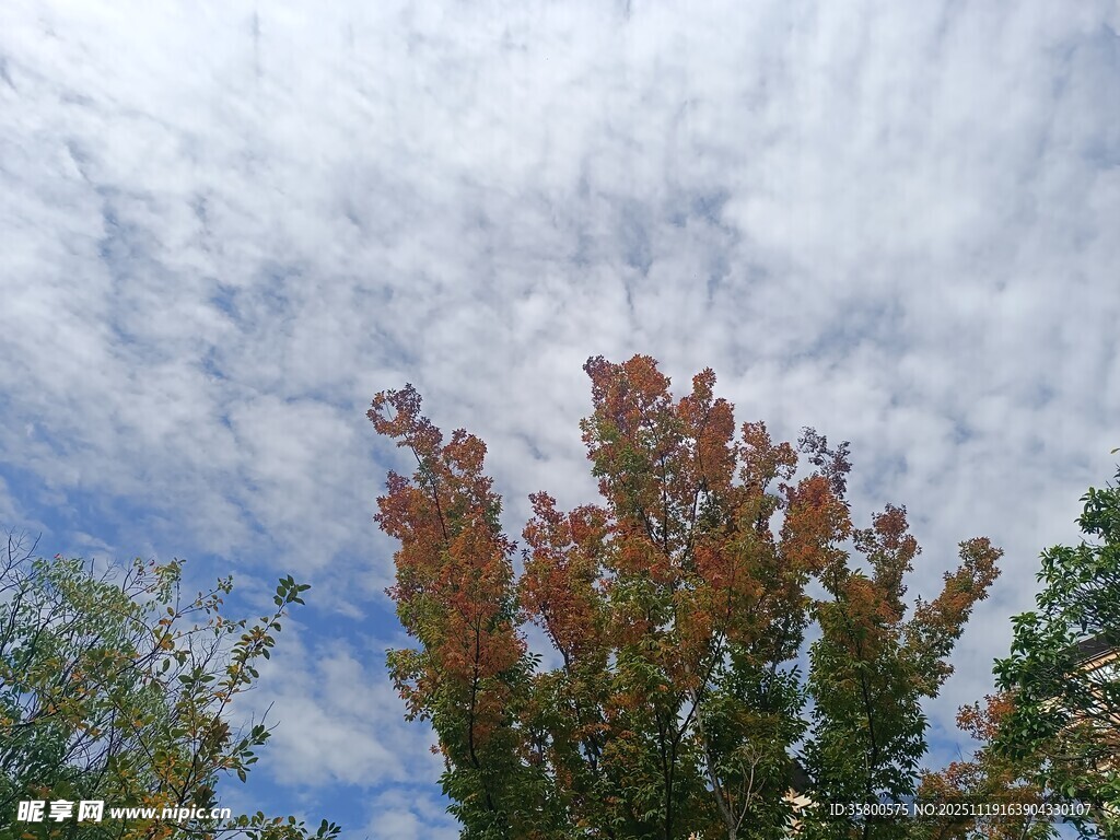 秋日树梢与蓝天白云