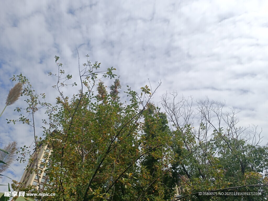 天空下的繁茂绿植