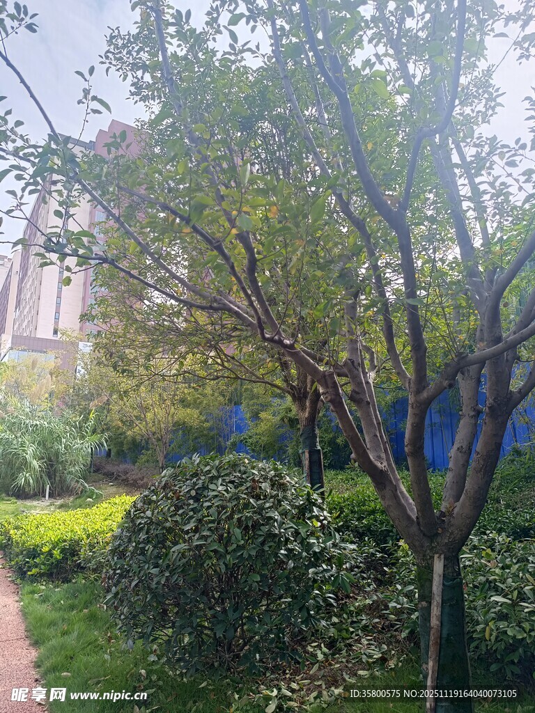 城市中的绿意盎然景观