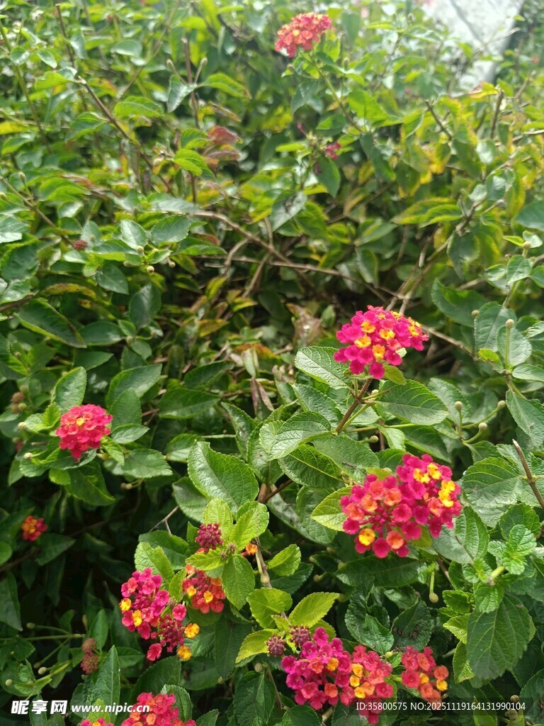 绿叶丛中绽放的多彩花朵