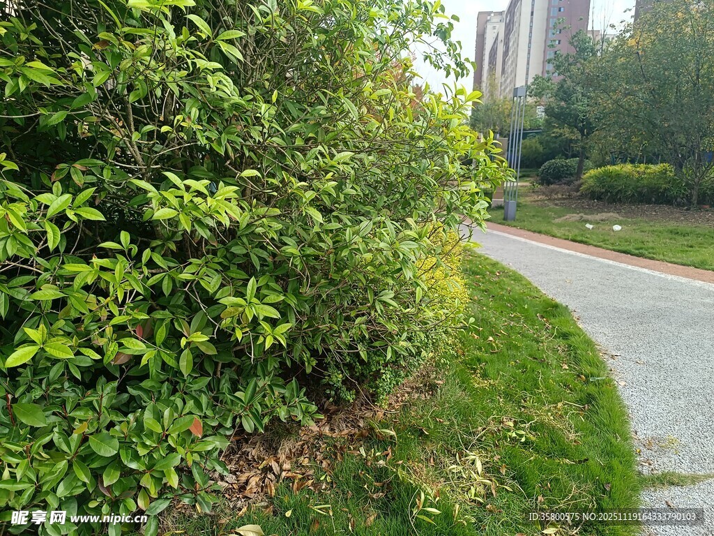 绿意盎然的林间小径