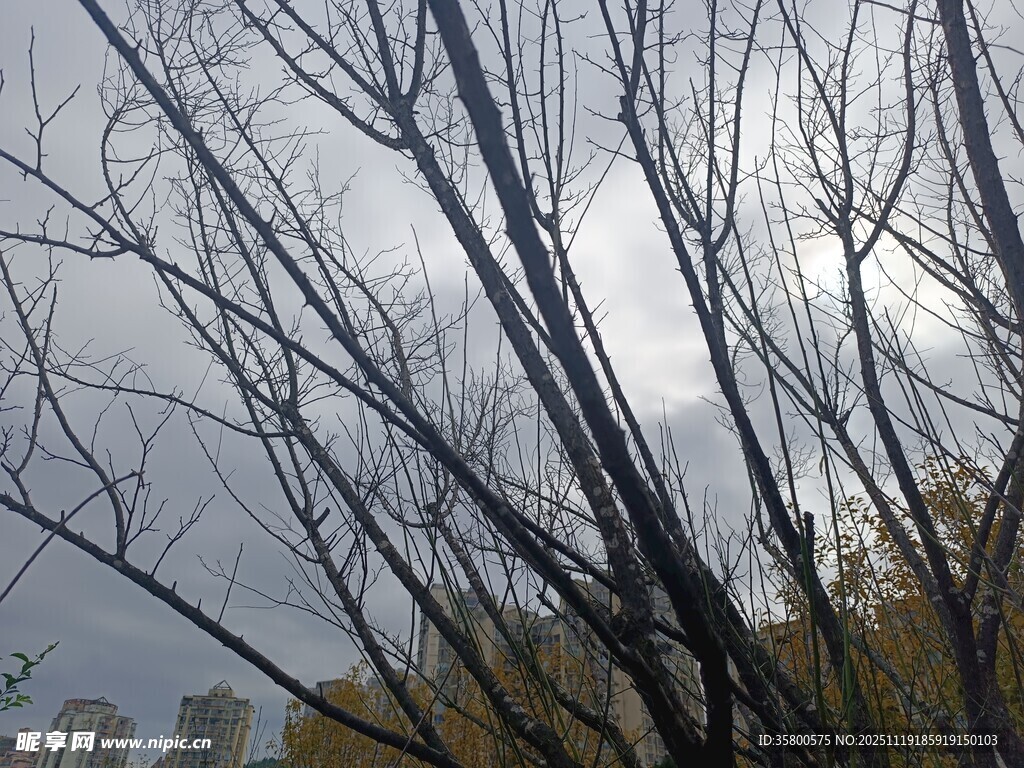 冬日枯树枝