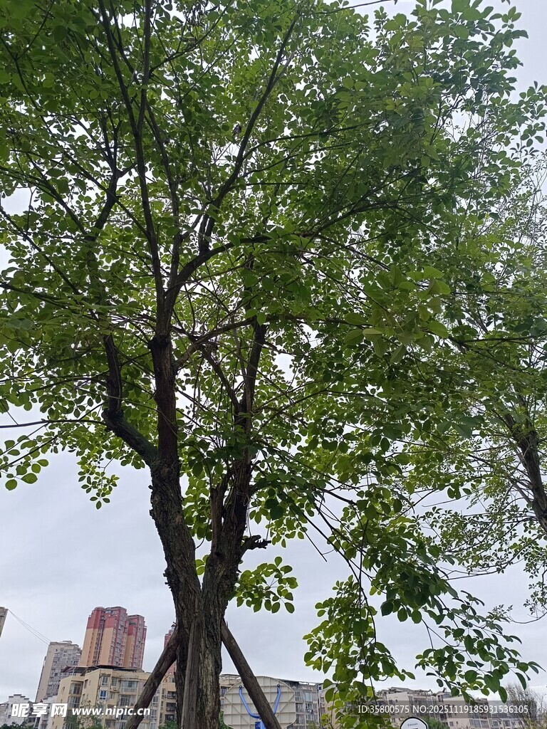 城市中茂盛的绿树