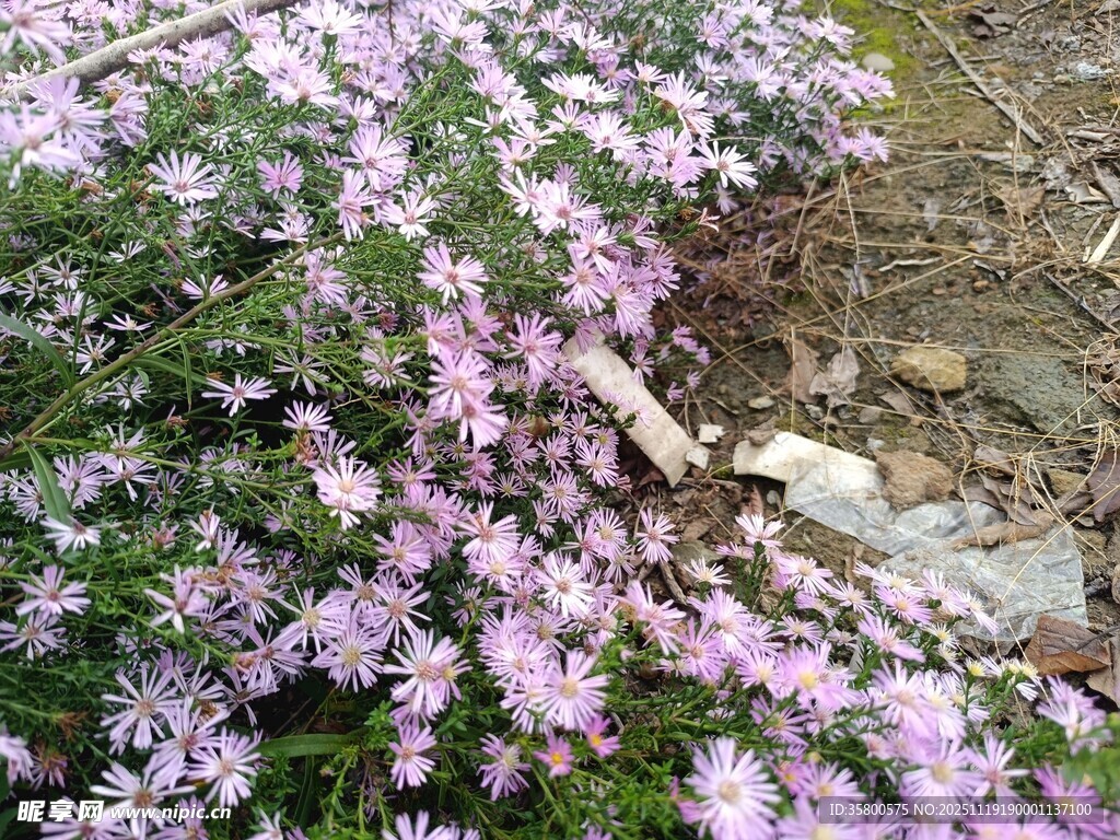 地面绽放的粉色美丽小花