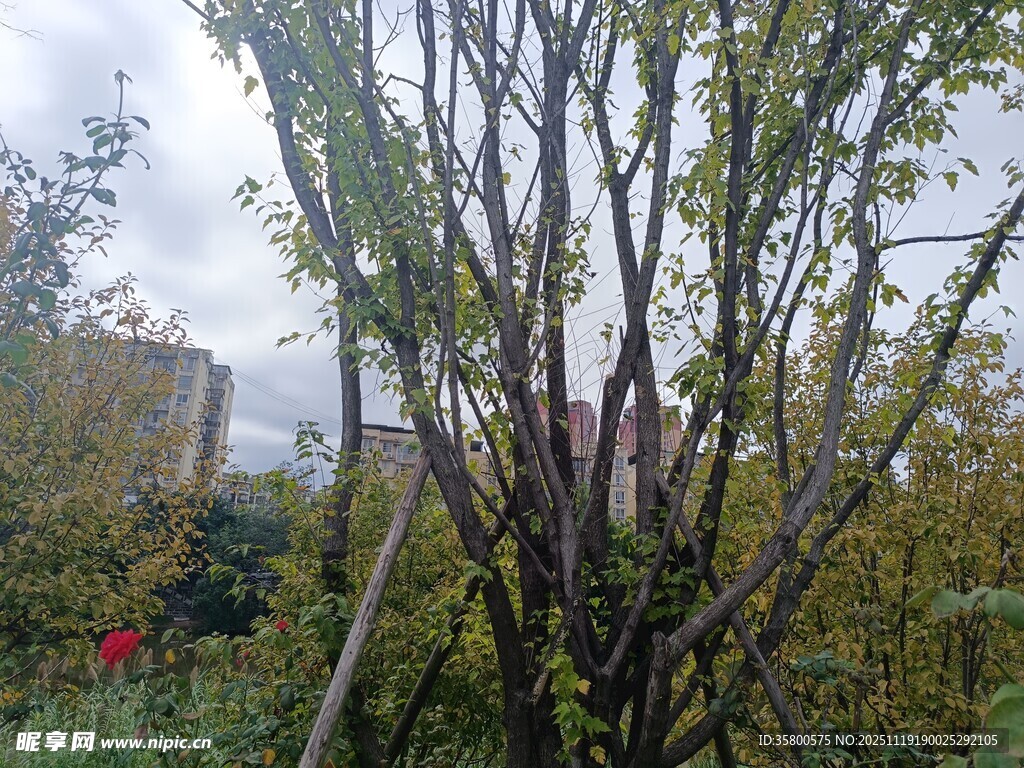 秋日枯树旁的绿植景象