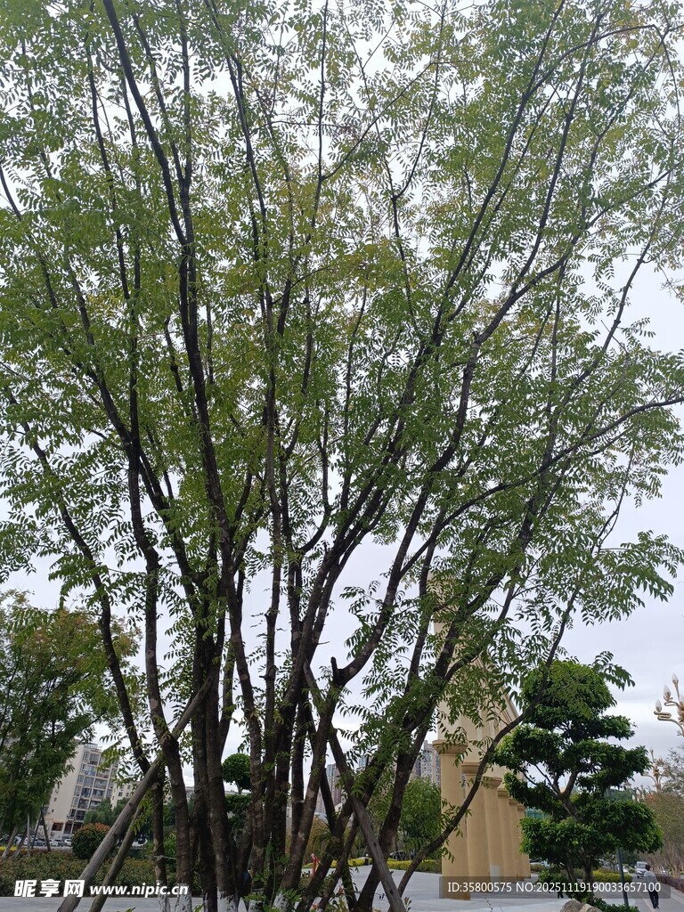 高大繁茂的树木景观