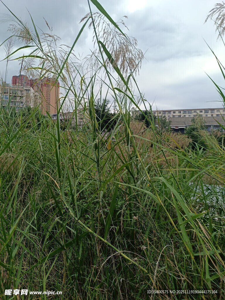 野外茂盛的绿色芦苇丛