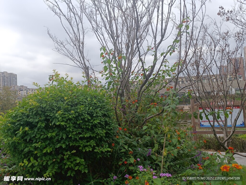 户外绿植与光秃树木景观