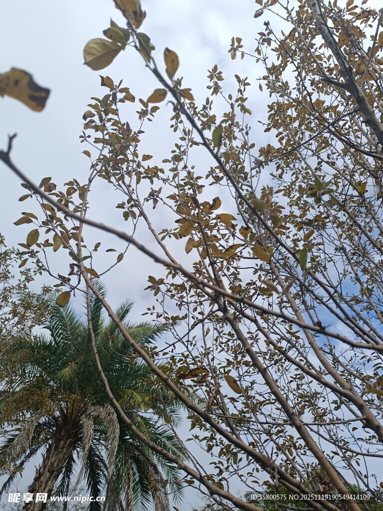 枝叶繁茂的树木景观