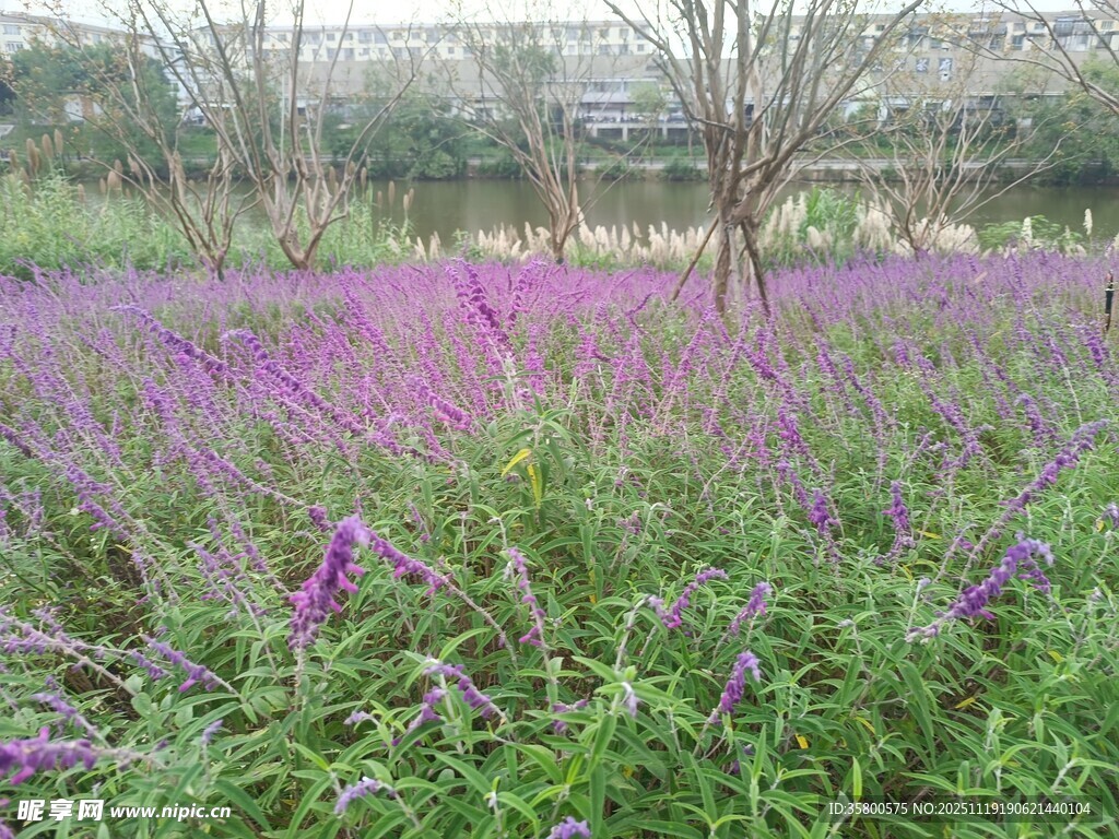紫色花海绽放田园风光