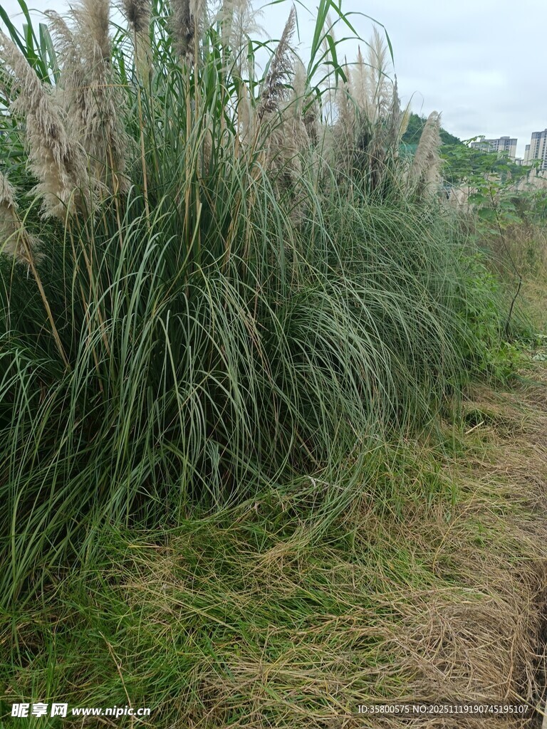 野外芦苇丛中的小径