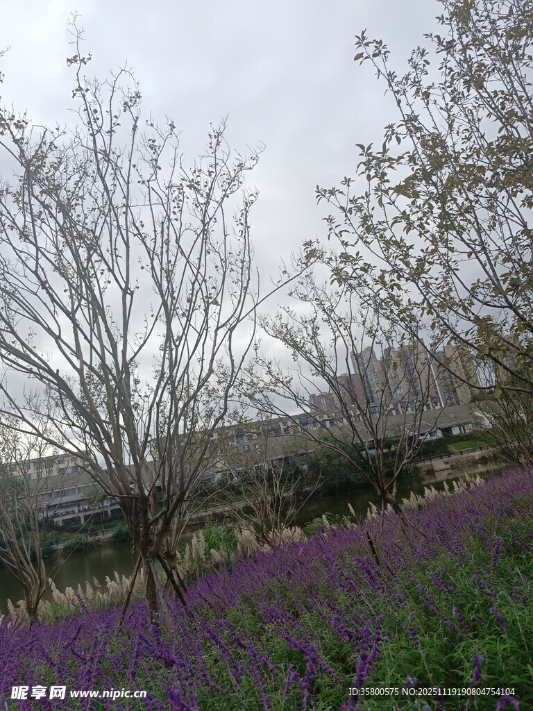 紫色花田与枯树景观