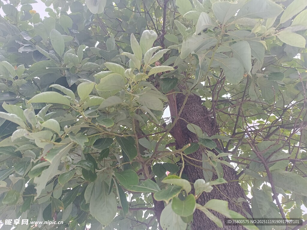 枝叶繁茂的绿树