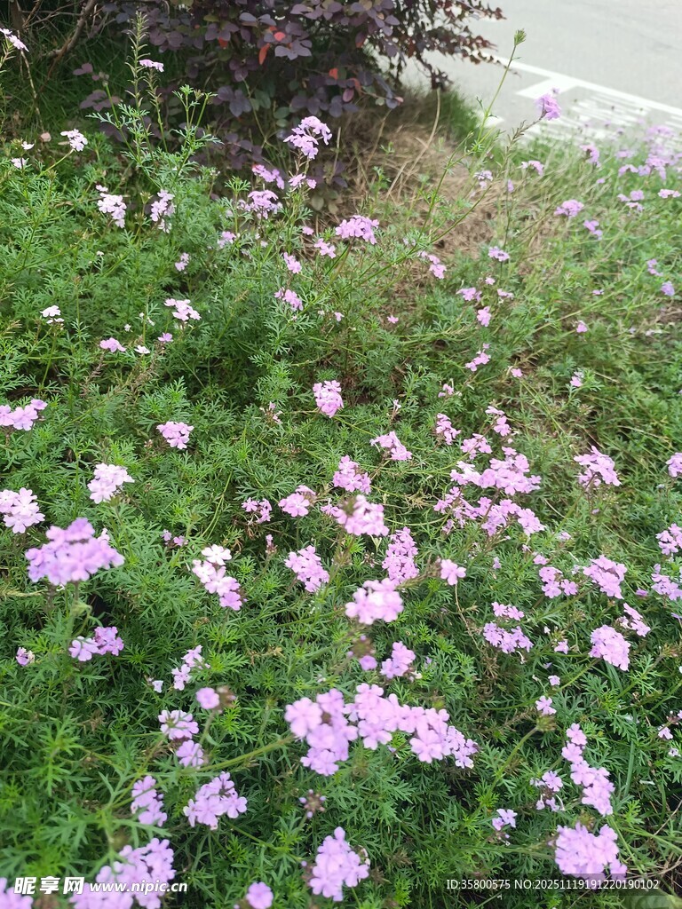 路边绽放的紫色小花