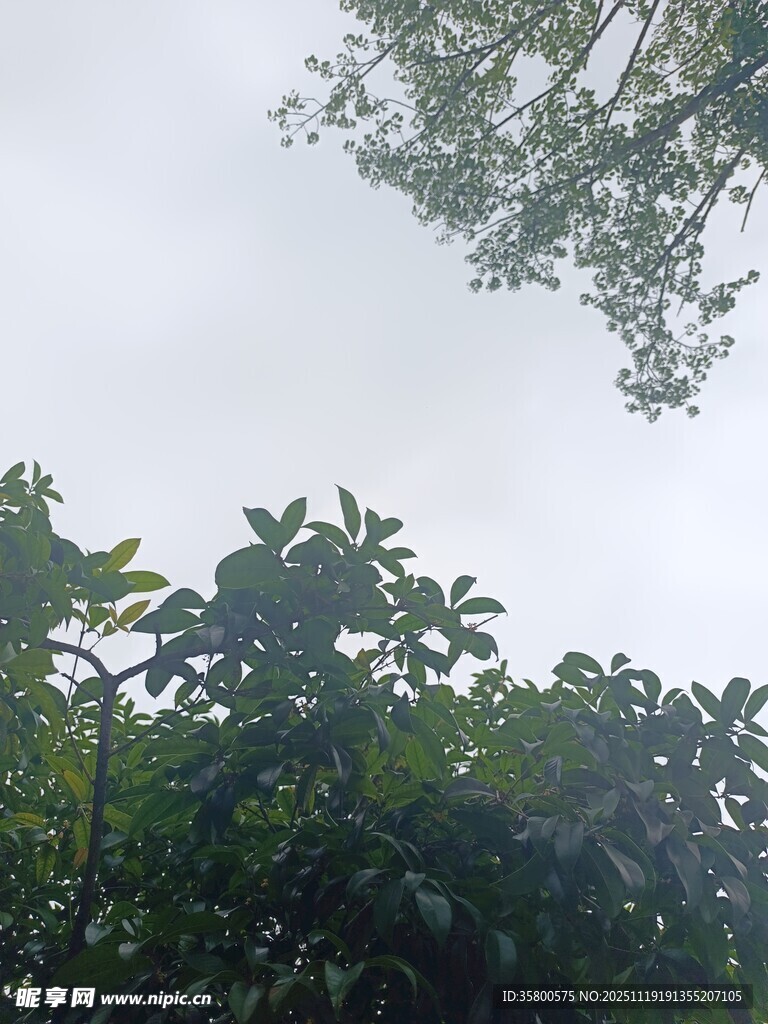 雨中繁茂的绿植景观