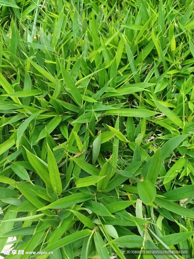 翠绿繁茂的清新植物